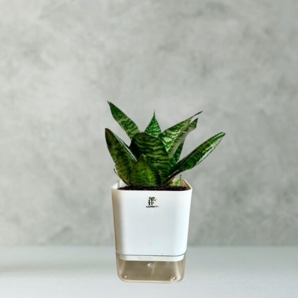 Green Snake Plant With Small Self Watering Pot