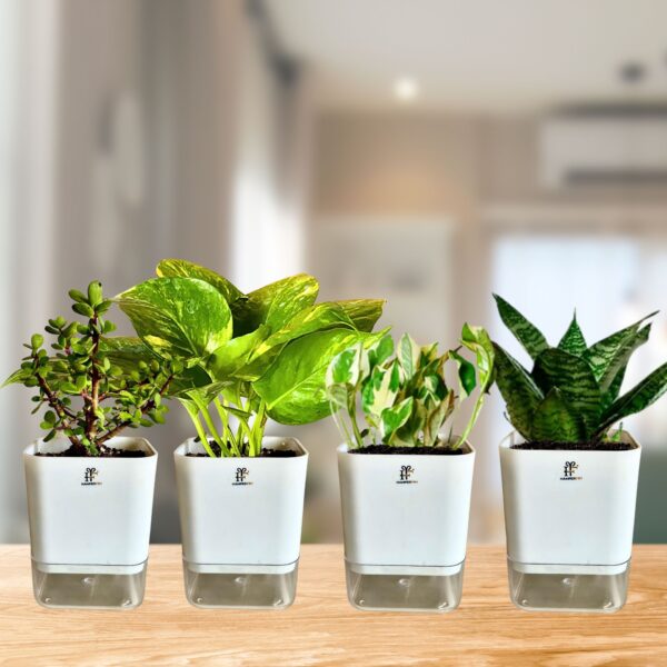 Self -watering Plants