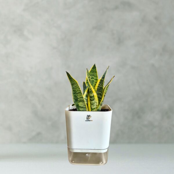 Golden Hahnii Snake Plant With Self Watering Pot