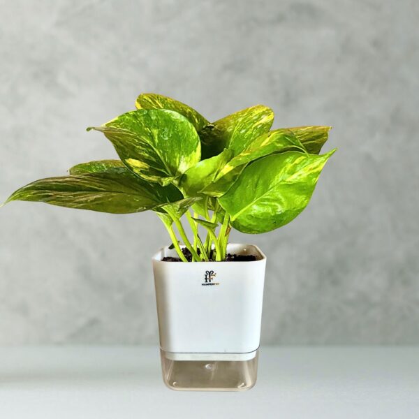 Green Money plant with Self Watering Pot