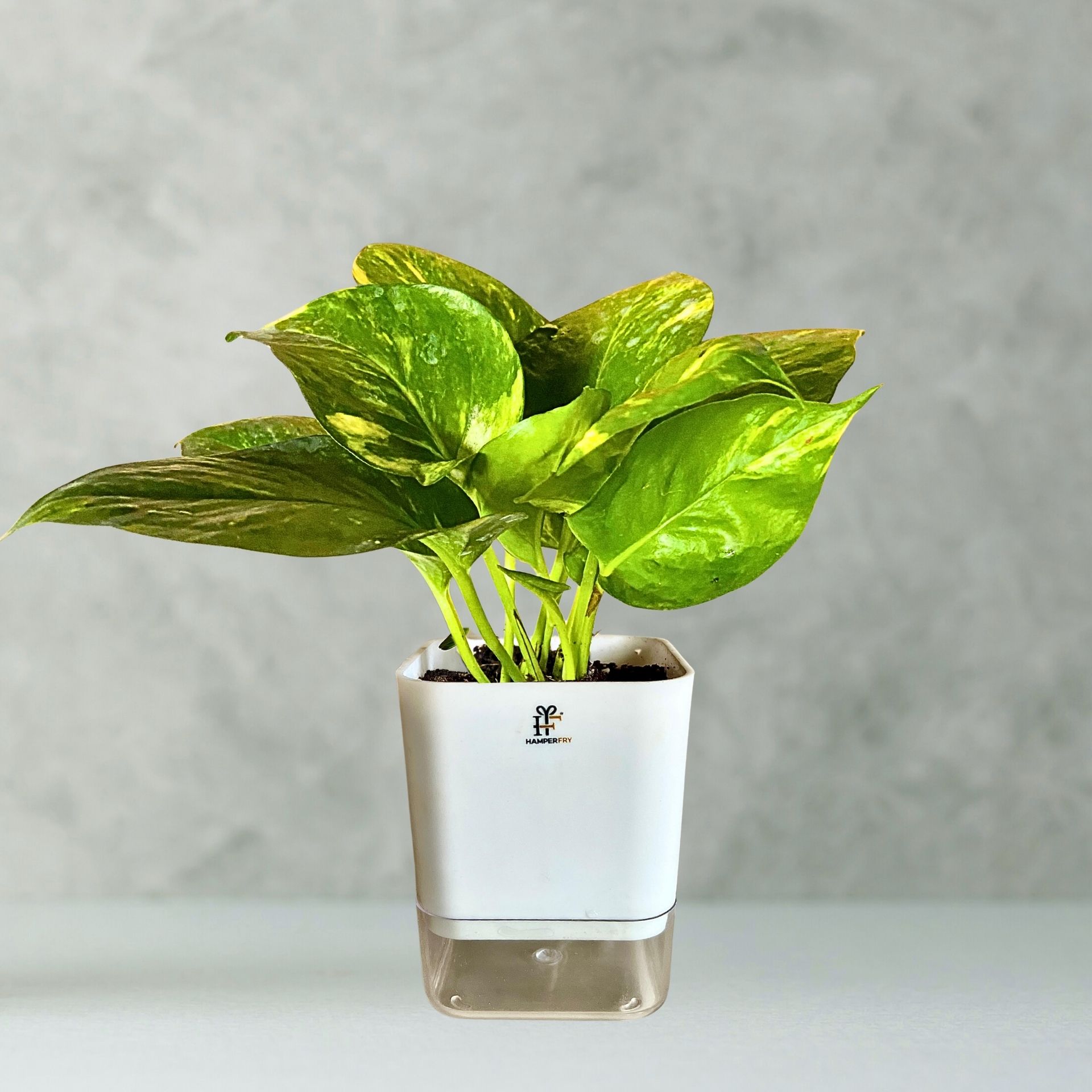 money plant