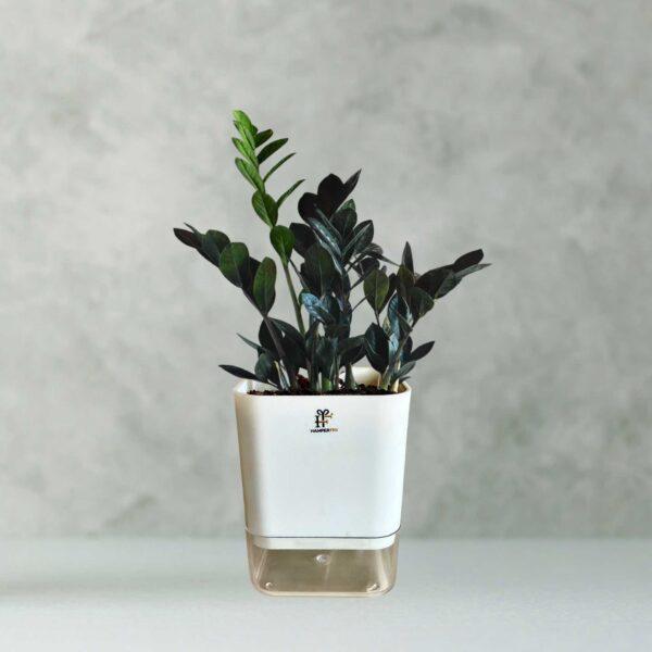 Zamia Green - ZZ Plant With Self Watering Pot