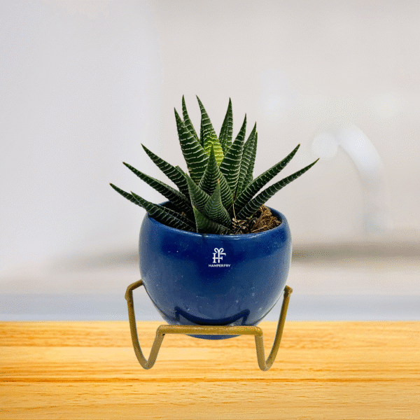 Zebra Aloe Succulent (Haworthia)